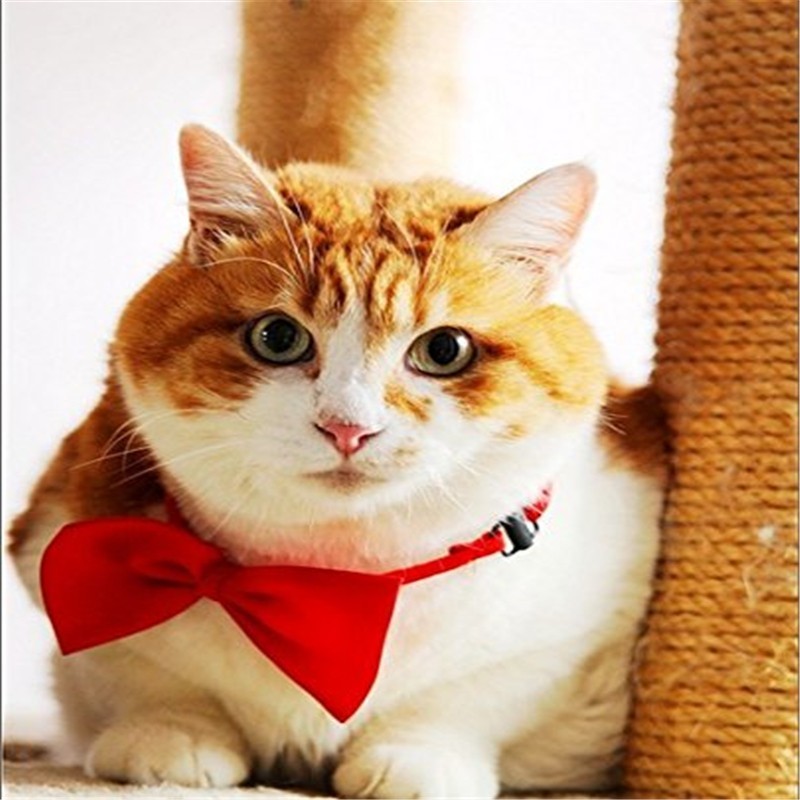 400PCS/lot Adjustable Dog Cat  - Pet Supplies Wholesale 评论和价格